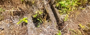 Plants: image 135 Of 193 Thumb